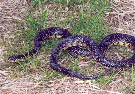 File:Speckled king snake lampropeltis getula holbrooki stejneger.jpg - Wikimedia Commons