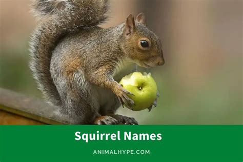 434 Adorable Squirrel Names for Your Tree-Hopping Pal - Animal Hype