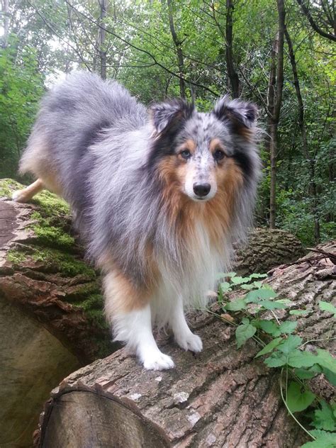 Blue Merle in the woods | Shetland sheepdog, Sheltie, Sheltie dogs