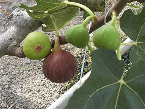 Fig Tree - Powerful Herbal Solution