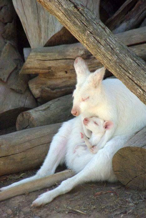 Albino kangaroo holding her baby : r/Eyebleach