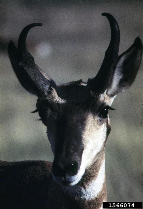 pronghorn antelope (Antilocapra americana)