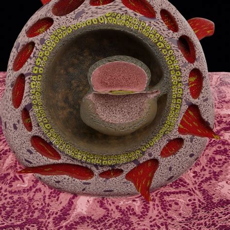 Human Gastrulation Animation