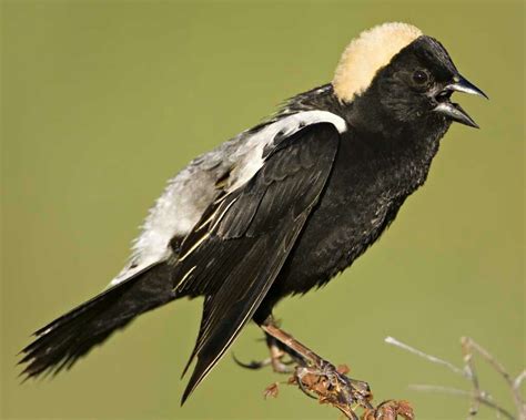 Bobolink | Bird, Birds, Wild birds