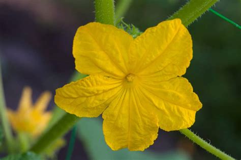 Male vs Female Cucumber Flowers: What's the Difference? - A-Z Animals