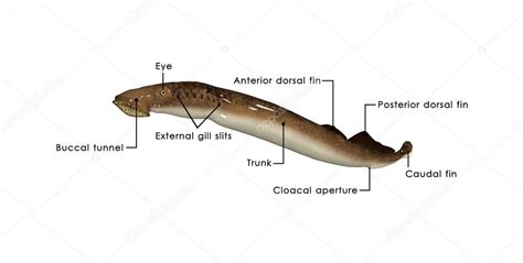 Petromyzon, sea lamprey Stock Photo by ©sciencepics 73308897