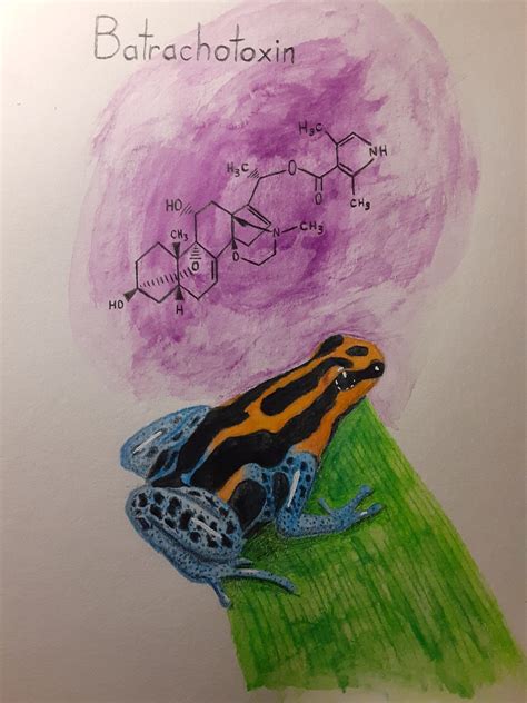 Batrachotoxin and its effects on a nerve cell – Human STEAM