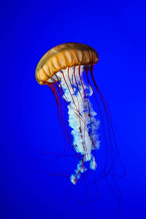 Spanish Translation of “jellyfish” | Collins English-Spanish Dictionary