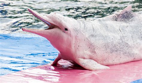 Indo-Pacific humpback dolphin - Australian Geographic