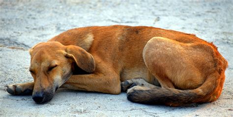 Soi Dogs in Thailand | How to Handle an Aggressive Dog