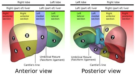 Hepatic Anatomy - OpenAnesthesia