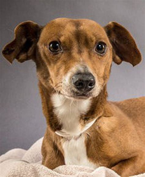 Dogs rescued from Brooks going up for adoption at Oregon Humane Society ...