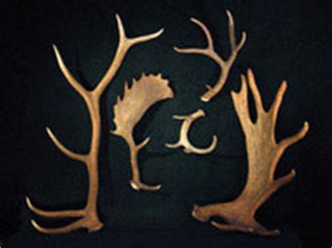 Antler Workshop and Gallery - A Bull Elk named Sue, Elk Antler Statues ...