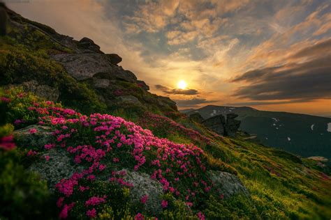 Mountainside Flowers at Sunset - Image Abyss