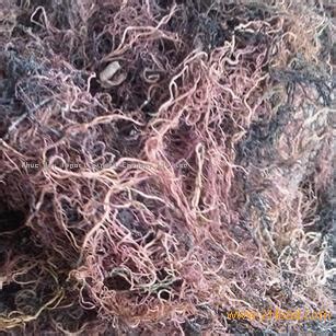 Dried gracilaria seaweed for agar-agar extraction,Vietnam Phuchuyco ...