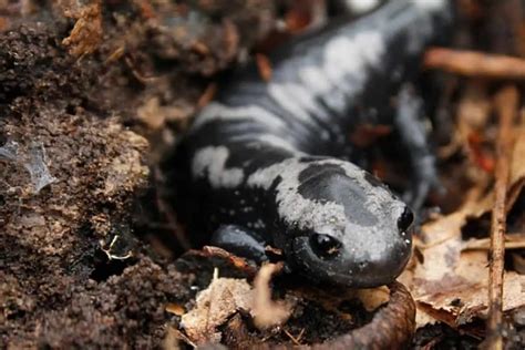 11 Types of Pet Salamanders (Pictures/Facts) - The Critter Hideout