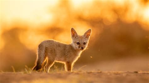 Premium Photo | A selective focus shot of cute fennec fox in the desert on blurry background of ...