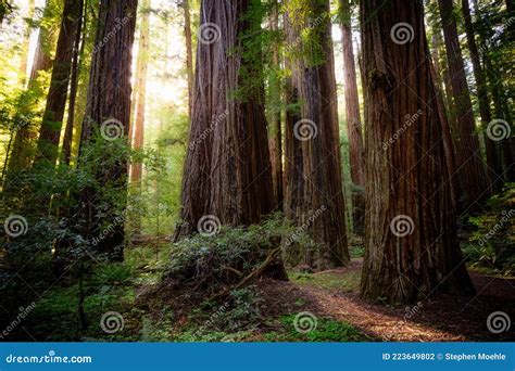 Sunset Views in the Redwood Forest, Humboldt Redwoods State Park ...