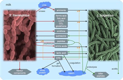 Microbial Interactions in the Yoghurt Consortium: Current Status and Product Implications