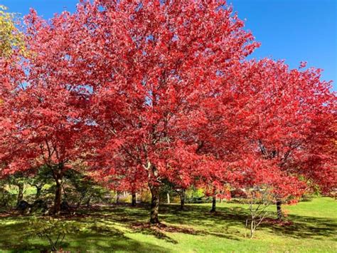 What is the Red Maple Tree Growth Rate?