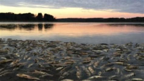 Dead fish found floating in Somerset Lake after fish salvage | WJAC