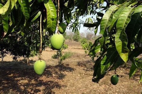 Everything you need to know about mango farming | AgriMag Blog