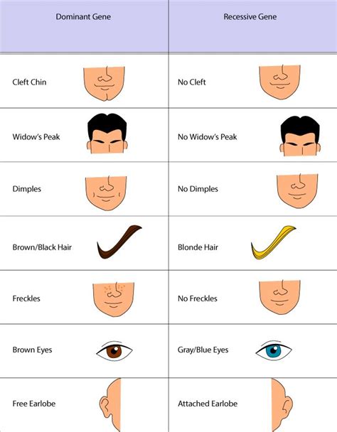 Punnett Square: Dominant and Recessive Traits | Science project ...