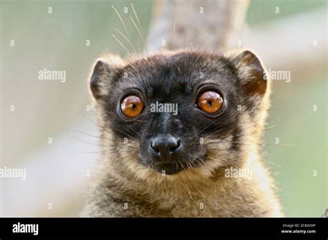 Common Brown Lemur, Madagascar Stock Photo - Alamy