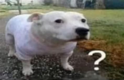 Confused dog Blank Template - Imgflip