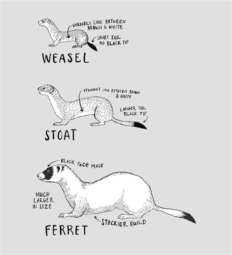 Image showing the difference between weasels, stoats and ferrets. Art Reference Photos, Drawing ...