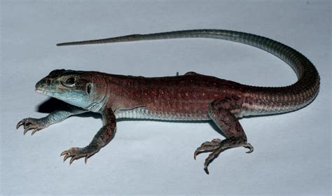 The Strange Tale of a New Species of Lizard - The New York Times