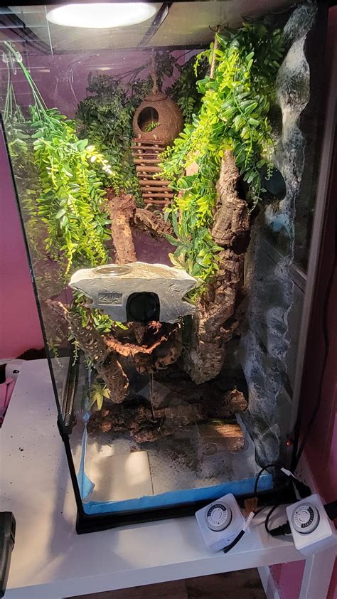 updated crested gecko enclosure : r/CrestedGecko