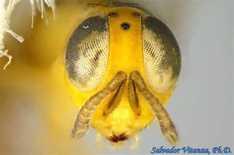 Hymenoptera-Encyrtidae-Isodromus-Chalcid Wasps (C) - Urban Programs - El Paso County