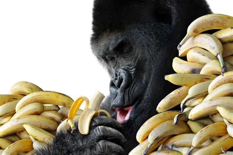 Ape Stock Photos, Royalty Free Ape Images | Depositphotos®