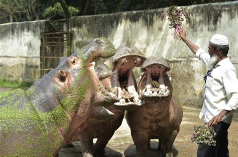 AsiaAlbum: A glimpse into Bangladesh National Zoo in Dhaka - Xinhua