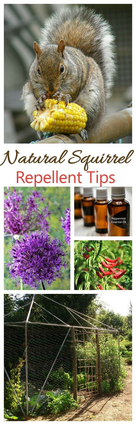 Natural Squirrel Repellent Ideas - Keep Squirrels out of The Yard ...