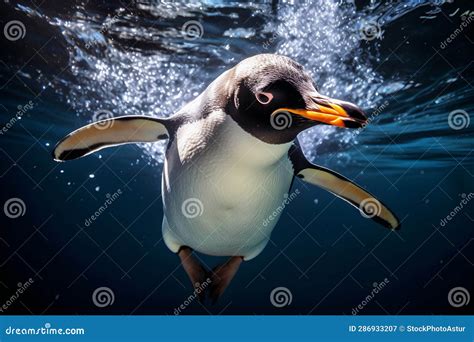 Penguin Swimming Underwater Stock Illustration - Illustration of ocean, bird: 286933207