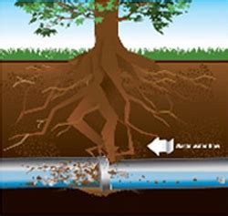 Sewer Line Tree Root Removal in Northern VA | Drain Clearing