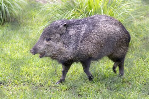 Collared Peccary - Potawatomi Zoo