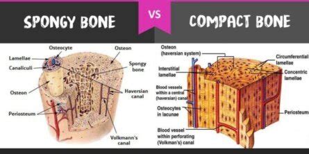 Difference Between Compact Bones vs Spongy Bones - Diffzi