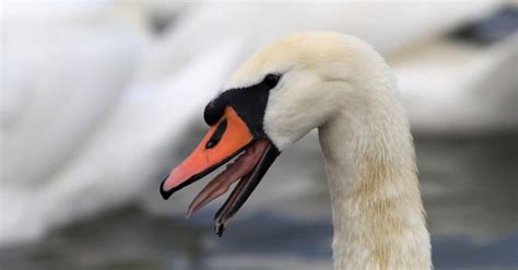 Swan Teeth: Do Swans Have Teeth? - A-Z Animals