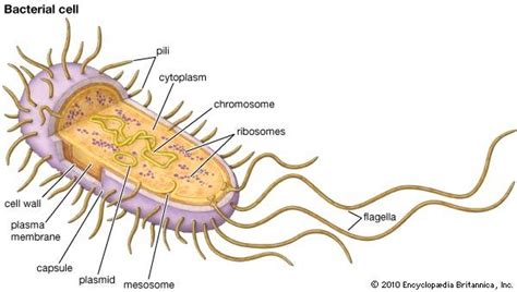 Prokaryotic Cells: Structure, Function, And Definition, 42% OFF