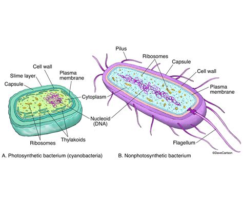 Prokaryote - Generalized Structure | Carlson Stock Art