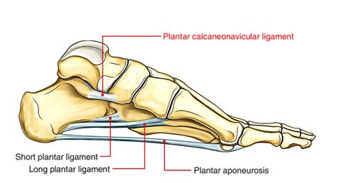 Plantar Calcaneonavicular Ligament – Earth's Lab