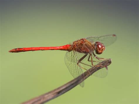 6 dragonflies and damselflies to know | Wisconsin Wetlands Association