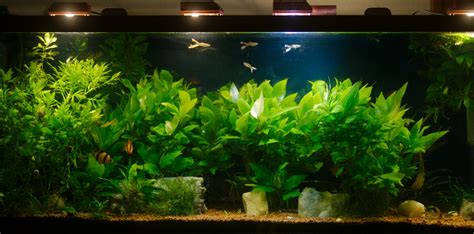 Designing DIY LED lighting | The Planted Tank Forum