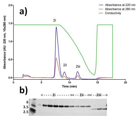 12: Hydrophobic interaction chromatography of peak 2 obtained in high ...