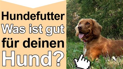 Hundefutter - Was ist gutes hochwertiges Hundefutter und artgerechte ...