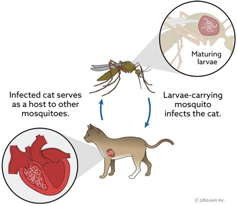 Heartworm Disease in Cats - Treatment | VCA Animal Hospital