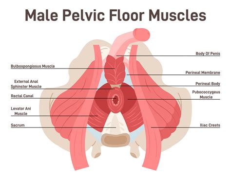 Pelvic Muscles Anatomy Male